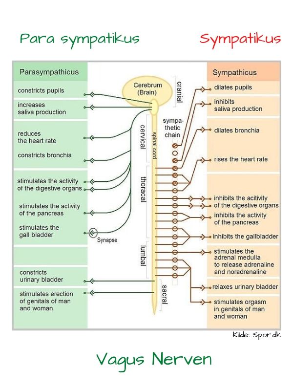 Vagusnerven diagram over para sympatiocus og sympatikus